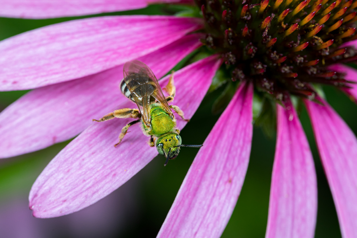 Do Domestic Honeybees Impact Native Bee Populations?